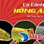 Cá Cảnh Đà Nẵng Hiền Hiền